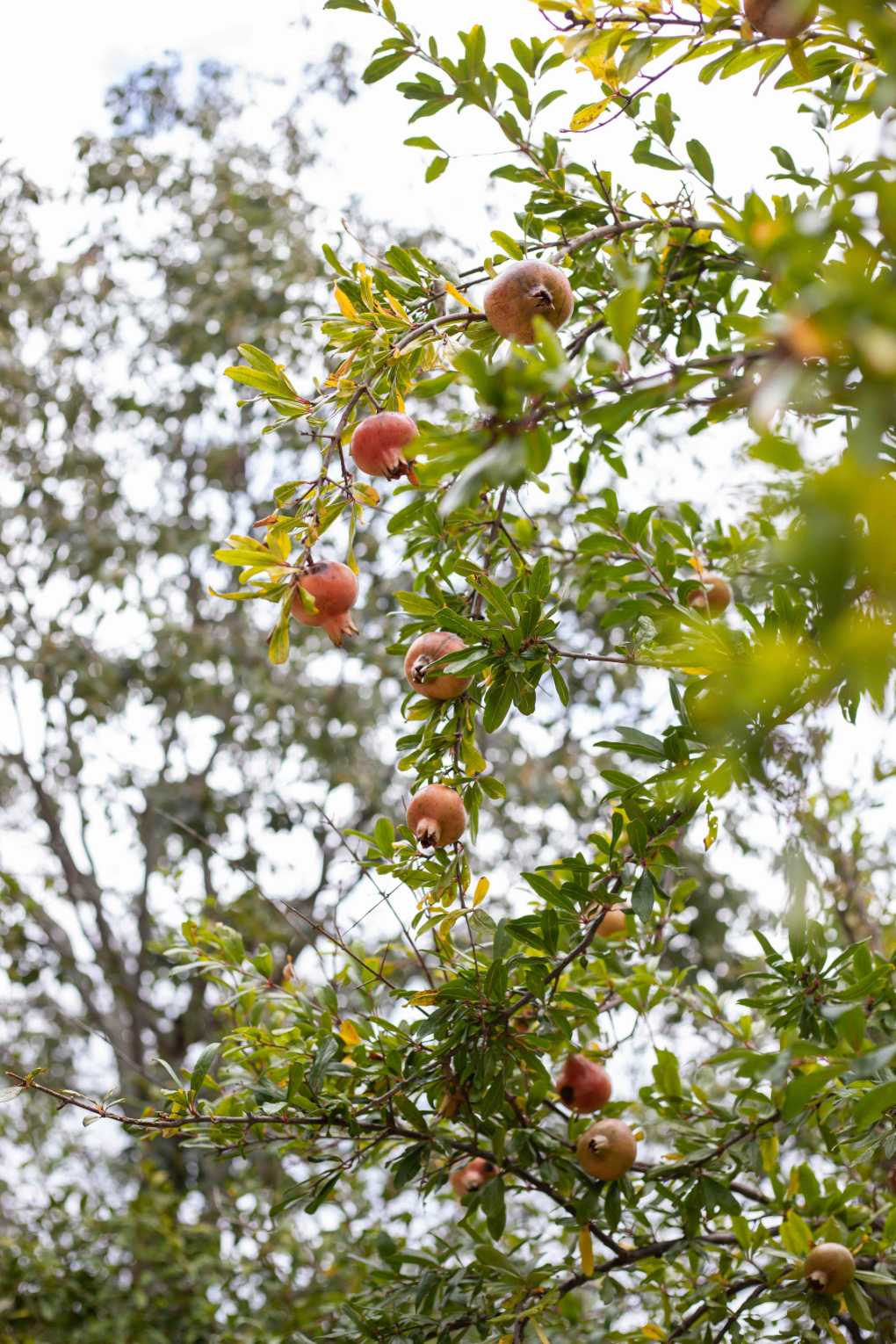 Granado con frutos