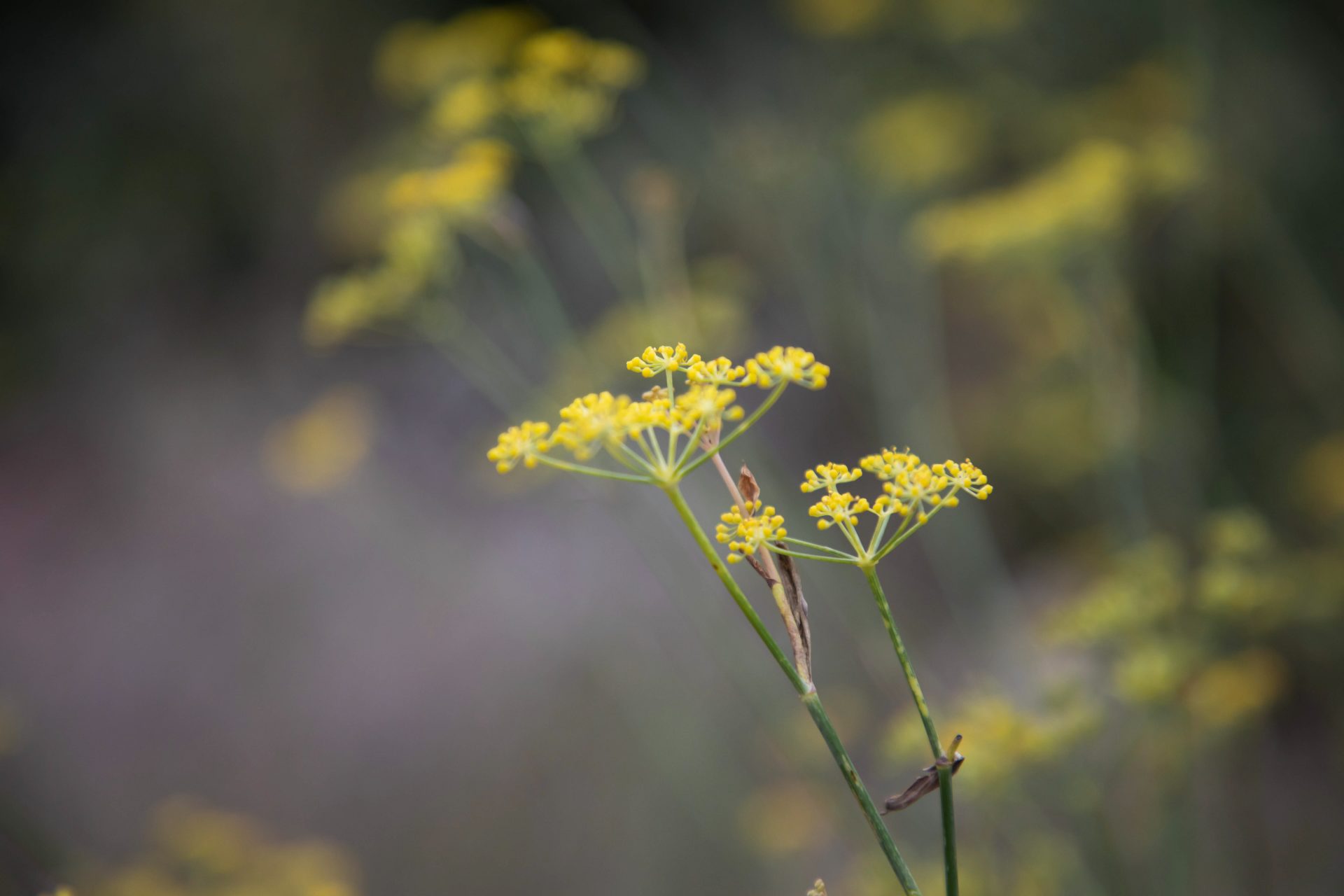 Flores de hinojo silvestre en el Camp de Morvedre